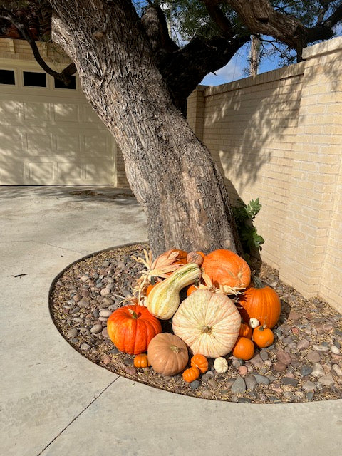 The Pumpkin Palooza