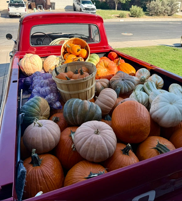 The Pumpkin Palooza